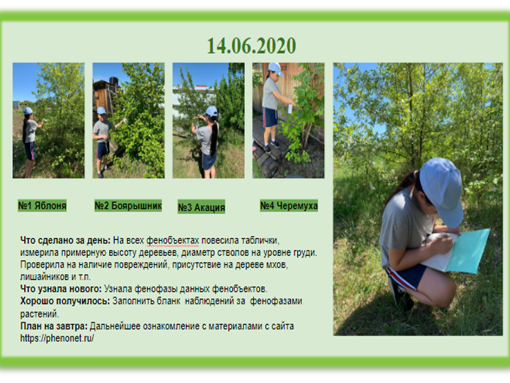 Фенология деревьев на даче. Бандерова Сахаайя