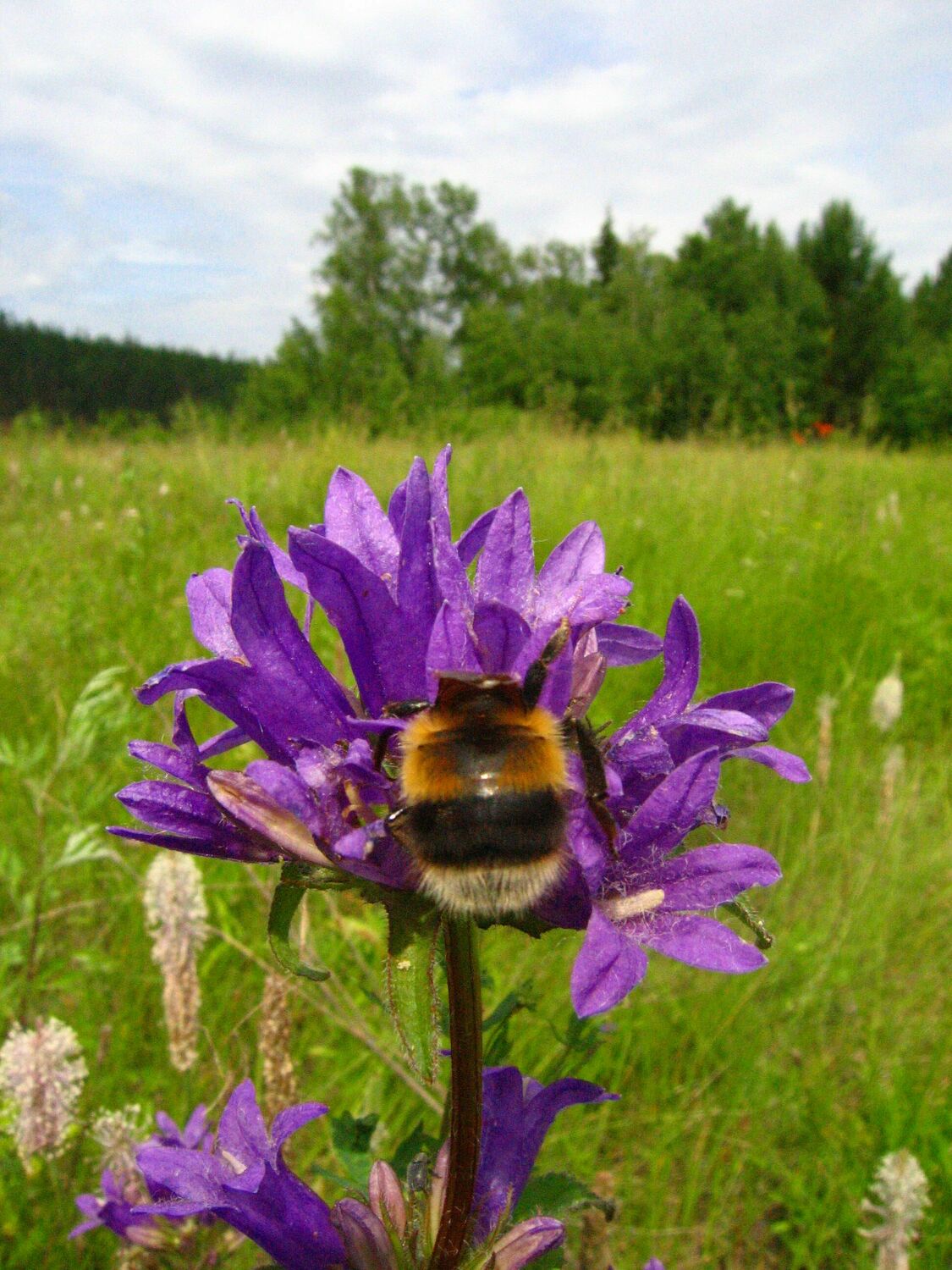 энтомология